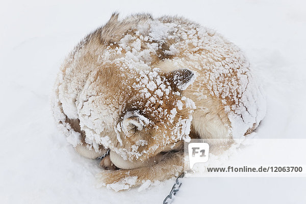 Hochwinkelaufnahme eines Husky-Hundes mit schneebedecktem Fell  das sich am Boden zusammengerollt hat.