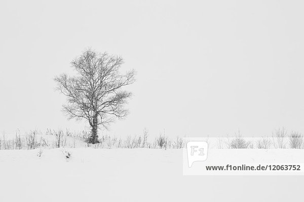 Snow-covered winter landscape with solitary tree in the mid-distance Biei.