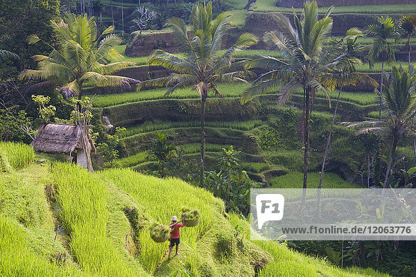 High angle view of terraced rice fields  man walking down path  carrying baskets on his shoulders.