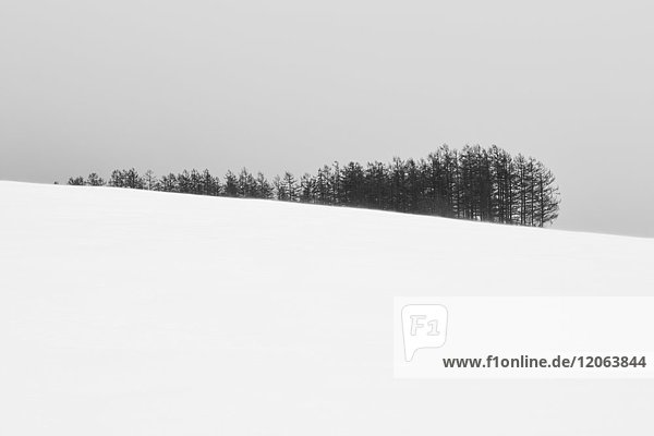Schneebedeckte Winterlandschaft mit Gehölz auf der Spitze eines Hügels in der Ferne  Biei.