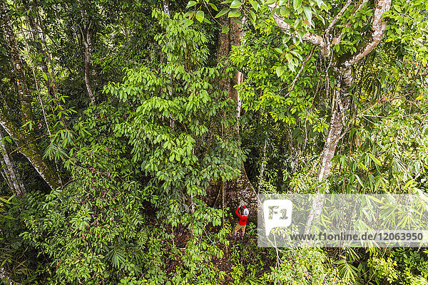 High angle view of man standing at bottom of large tropical tree in a rain forest.