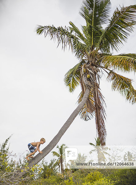 Junge klettert auf eine Kokospalme