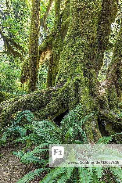 Große Farne auf dem Hall of Mosses Trail im Hoh Rain Forest im Olypmic National Park im Bundesstaat Washington in den Vereinigten Staaten.