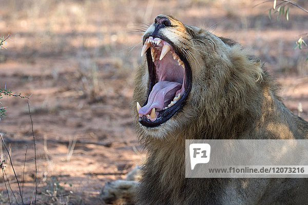 Krüger-Nationalpark. Gähnender Löwe (Panthera leo). Südafrika.