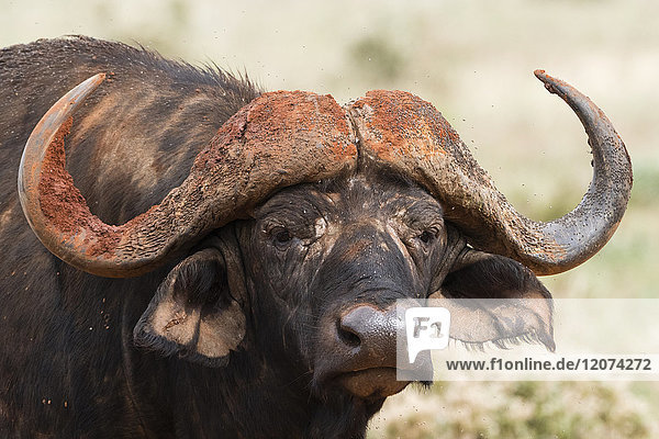 African buffalo (Syncerus caffer)  Tsavo  Kenya  East Africa  Africa