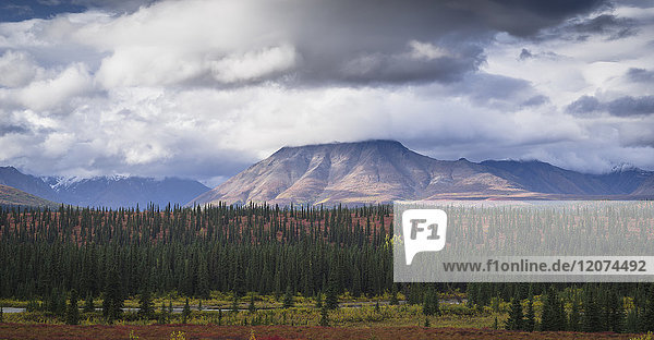 Berg- und Waldlandschaft im Denali-Nationalpark  Alaska  Vereinigte Staaten von Amerika  Nordamerika
