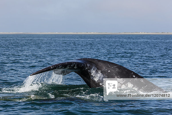 California gray whale (Eschrichtius robustus) flukes up dive in San Ignacio Lagoon Baja California Sur Mexico North America