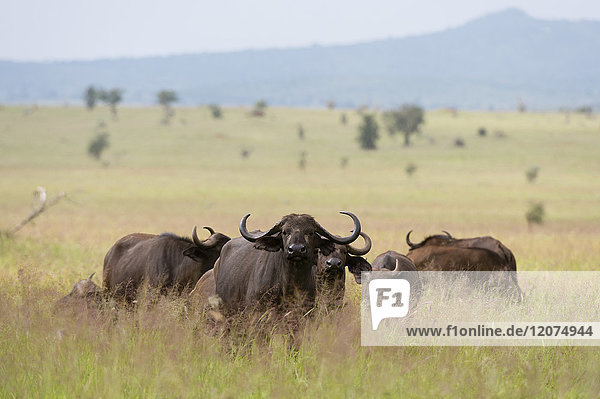 Afrikanische Büffel (Syncerus caffer)  Tsavo  Kenia  Ostafrika  Afrika
