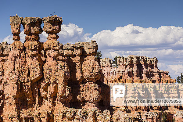 Blick auf Hoodoo-Formationen vom Navajo Loop Trail im Bryce Canyon National Park  Utah  Vereinigte Staaten von Amerika  Nordamerika