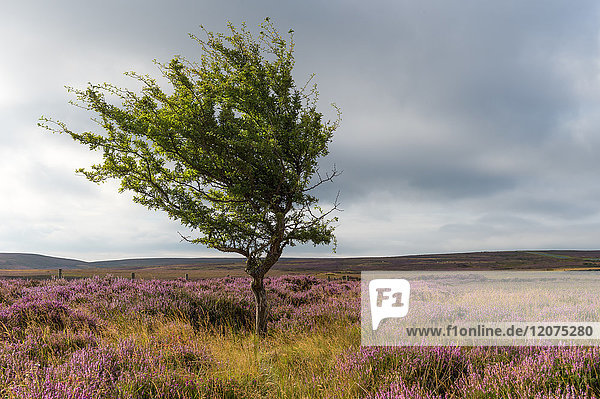 Einzelner Baum inmitten von Heidekraut  Yorkshire Moors  Yorkshire  England  Vereinigtes Königreich  Europa