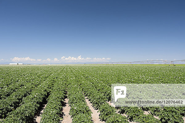 USA  Colorado  San Luis Valley  Blue sky over green field