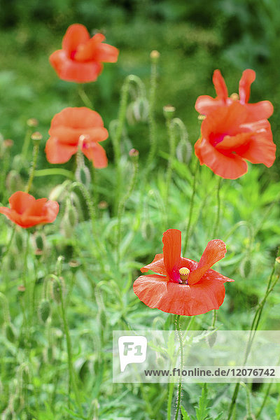 Poppies in meadow