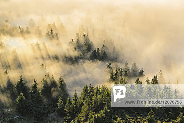Ukraine  Zakarpattia region  Rakhiv district  Carpathians  Chornohora  Mist over forest