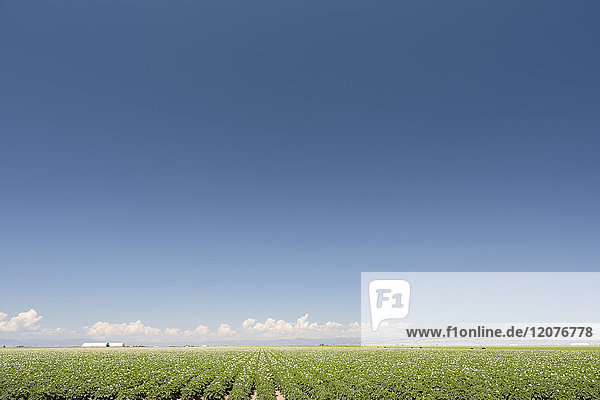 USA  Colorado  San Luis Valley  Blauer Himmel über grünem Feld