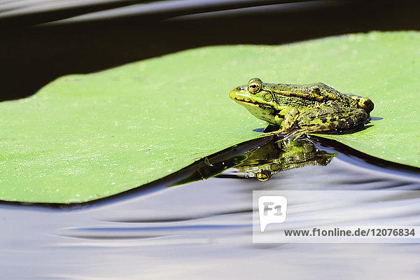 Frog sitting on wet leaf of water lily