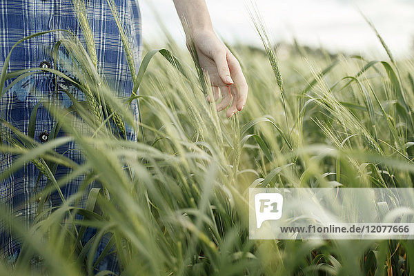 Hand of Caucasian woman in the field of wheat