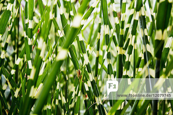 Miscanthus sinensis zebrinus, Nahaufnahme