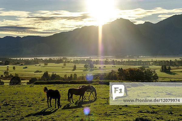 Deutschland  Bayern  Oberbayern  Sonnenaufgang über dem Loisachmoor  Pferde auf der Wiese