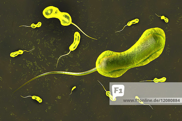 3D gerendert Darstellung einer anatomisch korrekten Konvergenz zu einem Vibrio-Cholera-Bakterium  das die berühmte Cholera-Krankheit verursacht.
