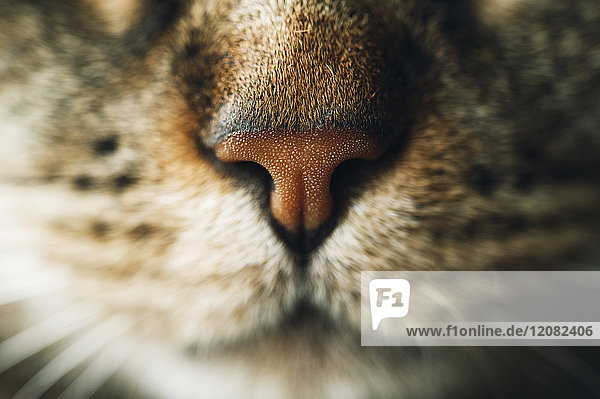 Schnauze der getigerten Katze Nahaufnahme