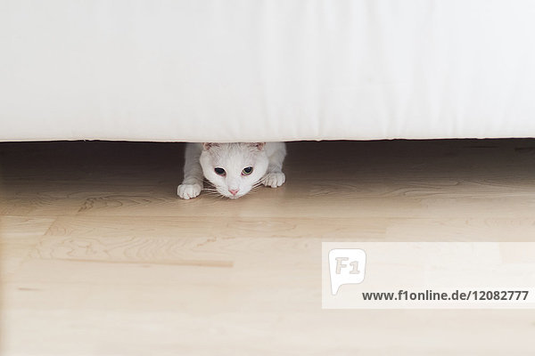 Weiße Katze, die zu Hause unter der Couch hockt.