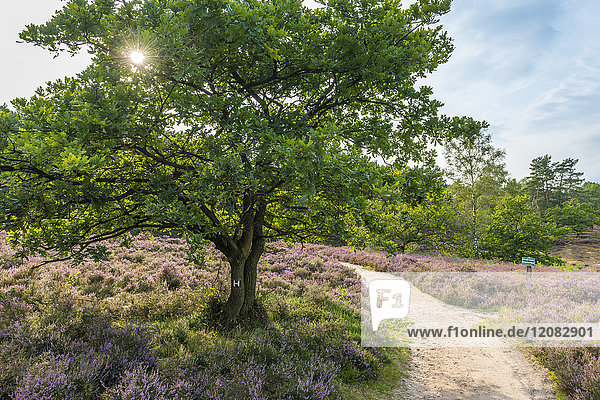 abgeschieden,am Tag,Außenaufnahme,Baum,Bauwerk,Beschaulichkeit