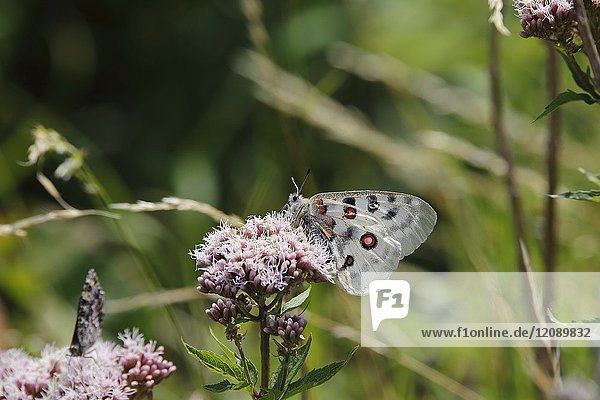 Apollo Butterfly (Parnassius apollo)  Vastervik  Smaland  Sweden