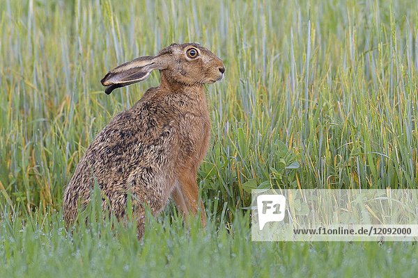 European brown hare (Lepus europaeus) in summer  Hesse  Germany  Europe.