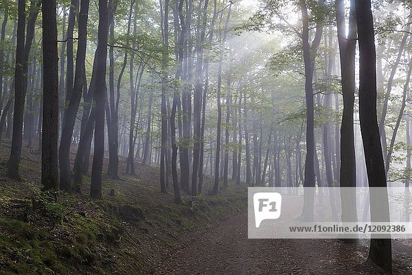 Forest track with fog and sunbeams  Mattheiser forest  Trier  Rhineland-Palatinate  Germany.