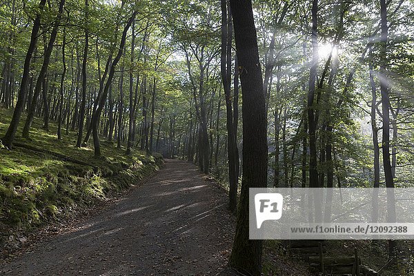 Forest track with sunbeams  Mattheiser forest  Trier  Rhineland-Palatinate  Germany.