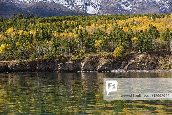 Autumn aspens on the shore of Chilko Lake reflected in the lake water  Chilcotin Wilderness  British Columbia  Canada.