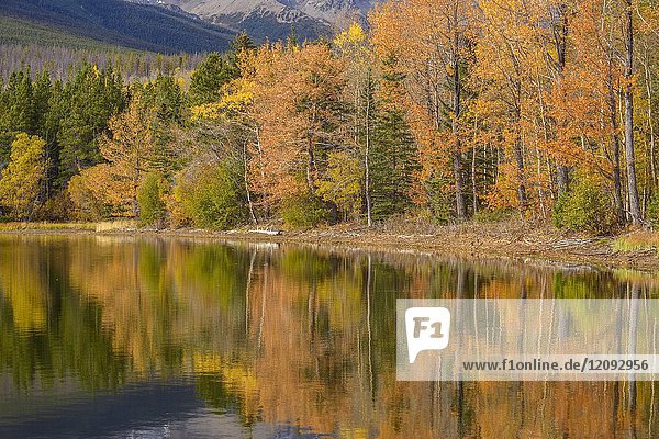 Autumn forest reflected in shallow lagoon near Chilko Lake  Chilcotin Wilderness  British Columbia  Canada.