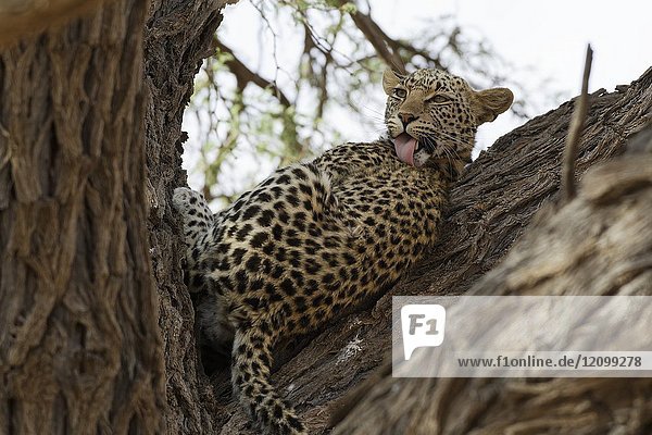 Leopard (Panthera pardus)  lying in a tree  grooming  Kgalagadi Transfrontier Park  Northern Cape  South Africa  Africa.