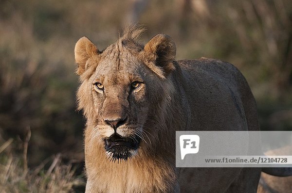 Lion (Panthera leo)  Masai Mara  Kenya.