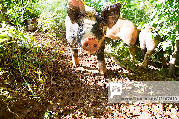 Porträt von Herrschweinen auf freilaufendem Bio-Bauernhof