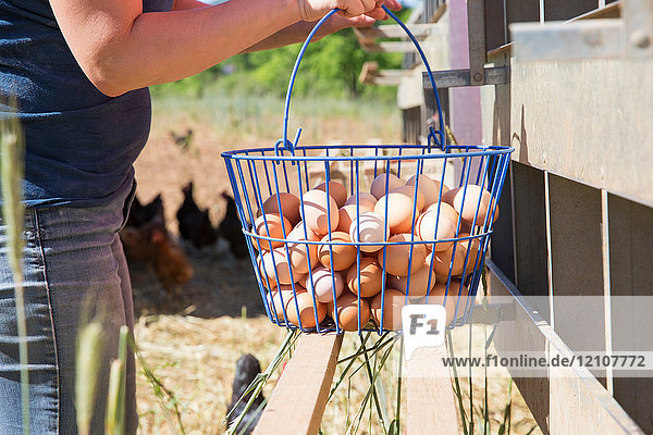Mittlere Sektion einer Frau  die einen Korb mit Eiern aus Freilandhaltung von Hühnern aus biologischer Landwirtschaft sammelt
