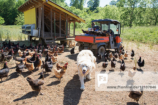 Porträt des pyrenäischen Sennenhundes und der Freilandhühner mit goldenem Kometen und schwarzem Stern auf dem Biobauernhof.