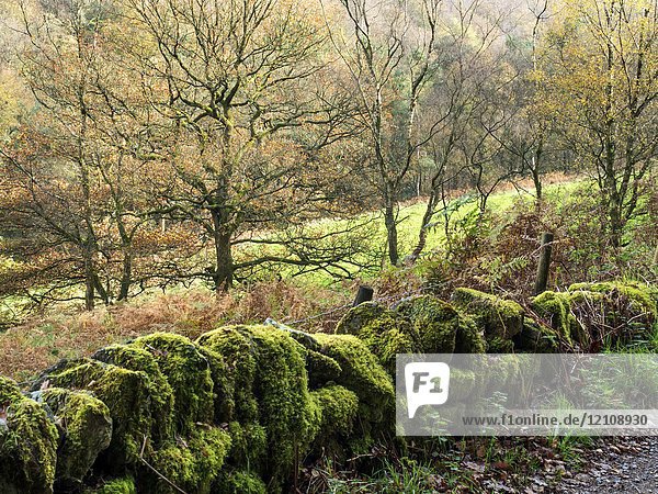 Trees and Moss Covered Dry STone Wall in Abel Cote Wood in Autumn near Pecket Well Hebden Bridge West Yorkshire England.