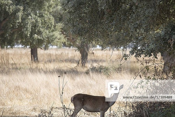 Deer in Donana National Park in Huelva province   Andalusia  Spain.