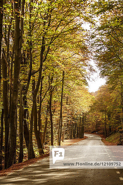 Baumgesäumte Straße im Herbst  Montseny  Katalonien  Spanien  Europa