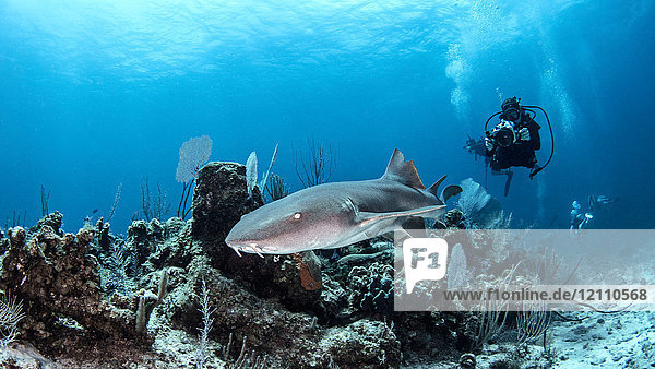 Diver photographing shark