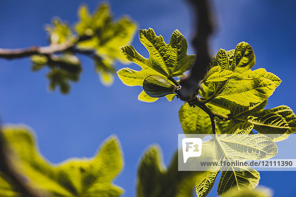 Below-view of a fig branch