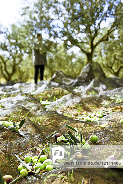 Sammeln von Oliven mit Netzen auf dem Boden eines Olivenhains