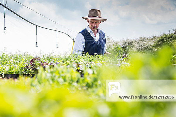 Farmer harvesting plants