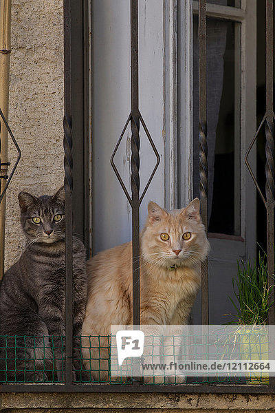 Katzen  die vor der Haustür sitzen