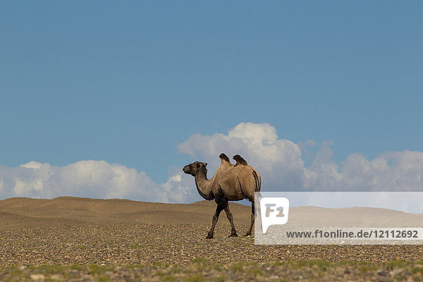 Einsames baktrianisches Kamel (Camelus bactrianus) zu Fuss durch die Wüstenlandschaft  Khovd  Mongolei