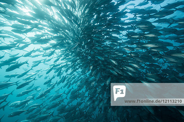 Underwater view of swimming jack fish shoal in blue sea  Baja California  Mexico