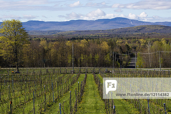 Erzeugung eines Feldes mit Frontenac Gris- und Noir-Trauben für die Weinproduktion; Shefford  Quebec  Kanada