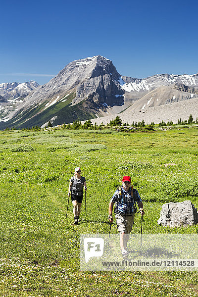 A man and woman hiking along an alpine meadow trail with mountains and blue sky in the background; Kananaskis Country  Alberta  Canada