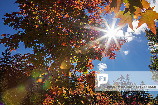 Sonnenstrahl durch herbstlich gefärbtes Laub und blauen Himmel  White Mountains National Forest; New England  Vereinigte Staaten von Amerika